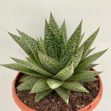 Gasteria D Tiga